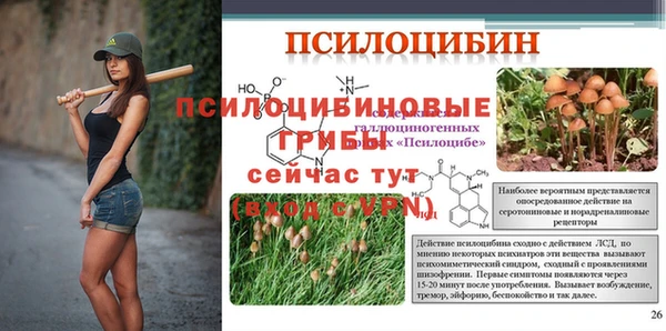 дмт Богданович